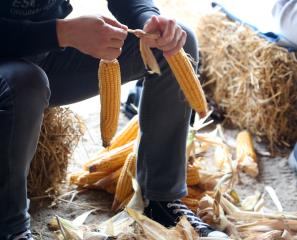 LIČKANJE KORUZE V IVANJEM SELU 20 FOTO LJUBO VUKELIČ